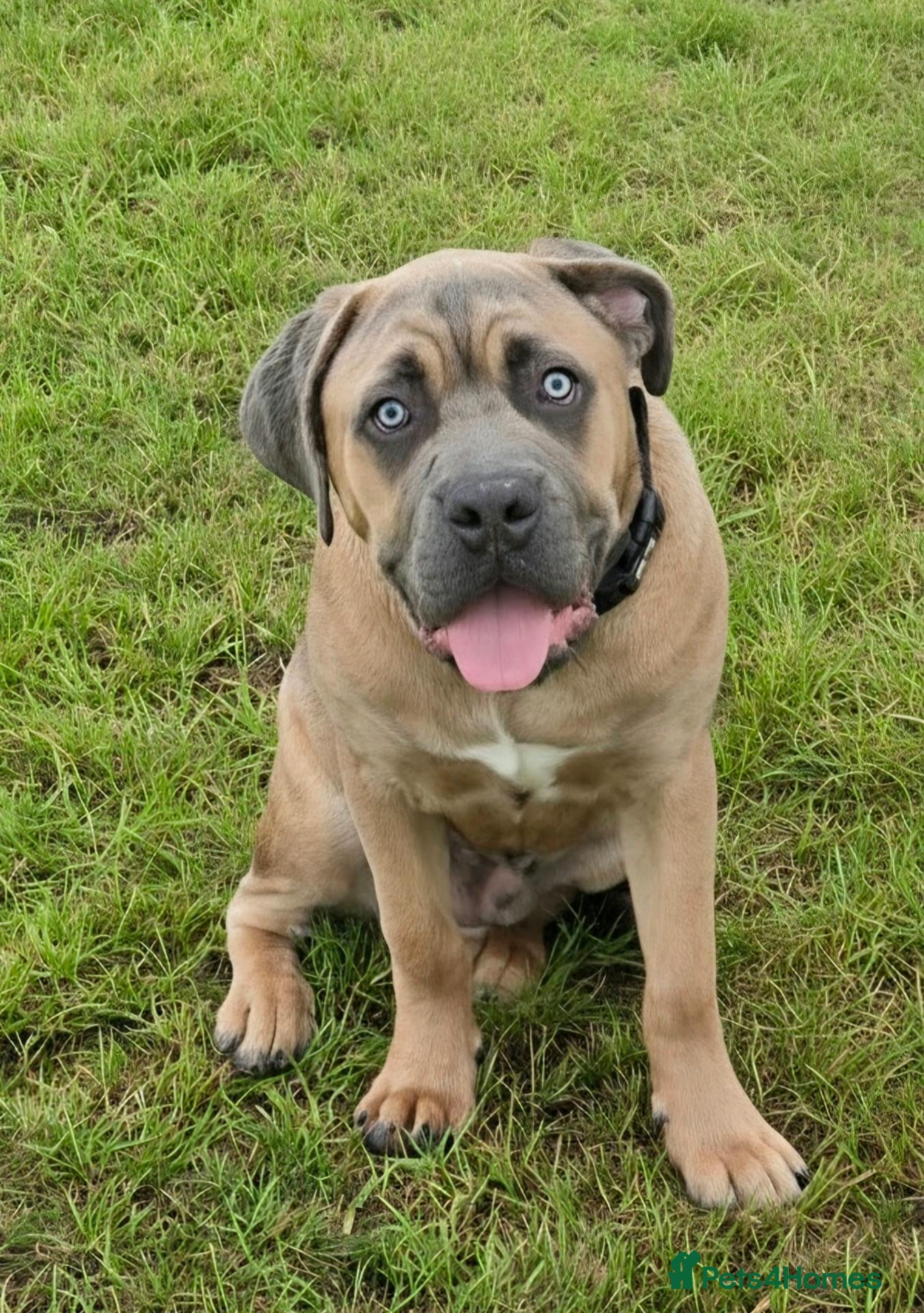 Cane Corso dogs for sale: BEAUTIFUL CANE CORSO MALE PUPPY FORMENTINO  - Advert 7