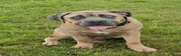 Cane Corso dogs for sale: BEAUTIFUL CANE CORSO MALE PUPPY FORMENTINO  in Leamington Spa - Advert 1
