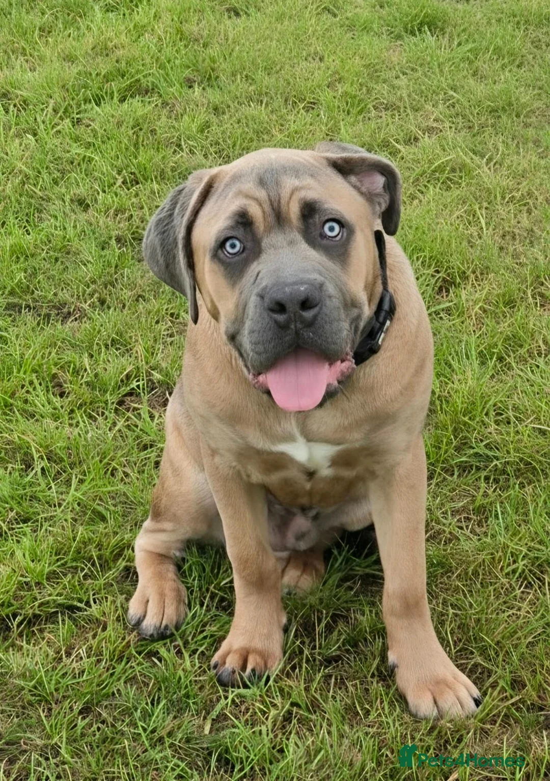 Cane Corso dogs for sale: BEAUTIFUL CANE CORSO MALE PUPPY FORMENTINO  in Leamington Spa - Advert 1