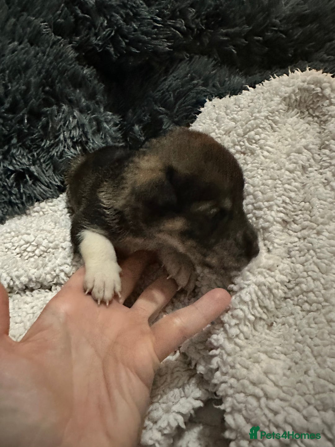 Mixed Breed dogs for sale: Husky staffy cross puppy - Advert 25