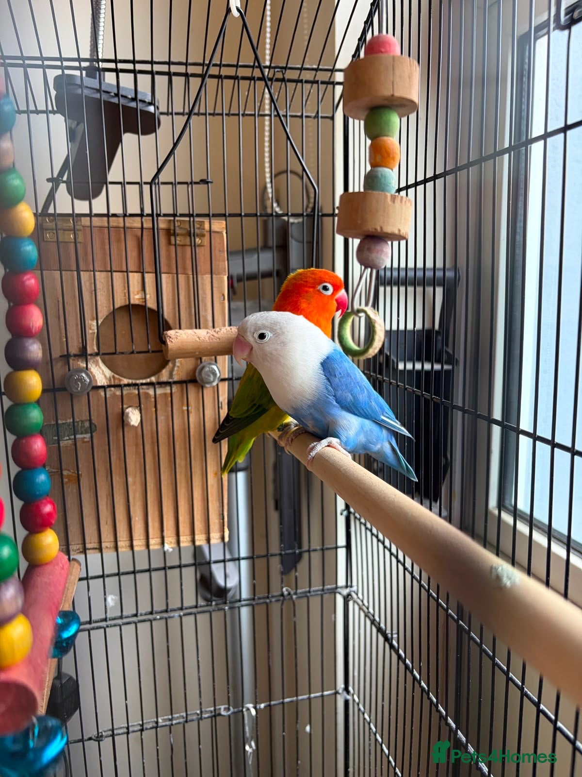 Parrots birds Opaline Fischer breeding pair - Advert 6