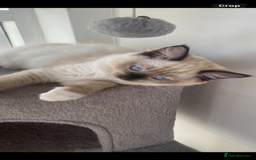 Ragdoll cats for sale: Available Now! GCCFReg   - Image 2