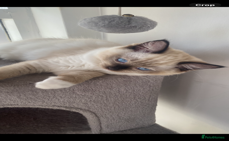 Ragdoll cats - Advert 2