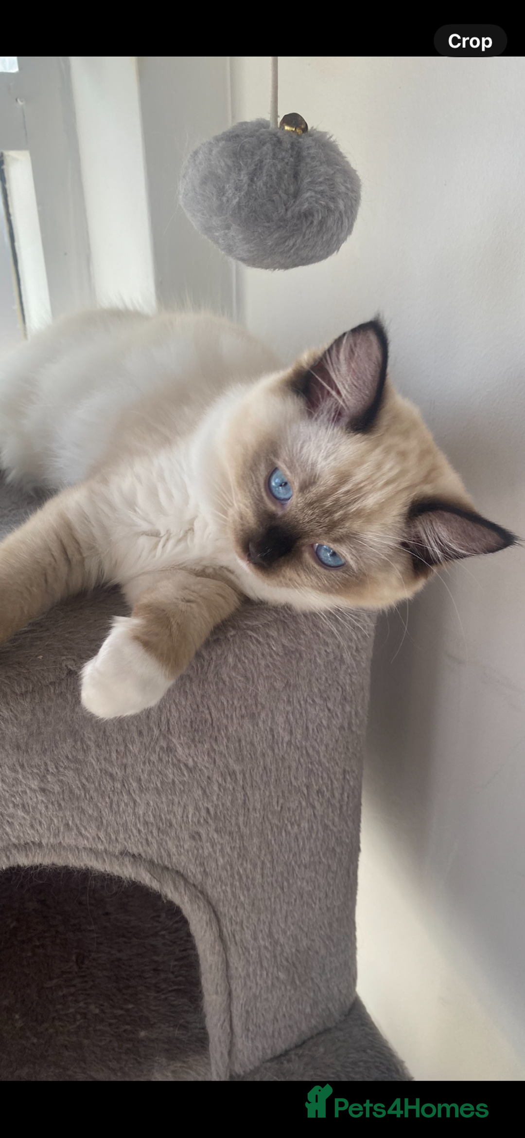 Ragdoll cats for sale: Available Now! GCCFReg   - Image 2