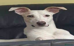 Lurcher dogs for stud: Thor is up for Stud - Image 1
