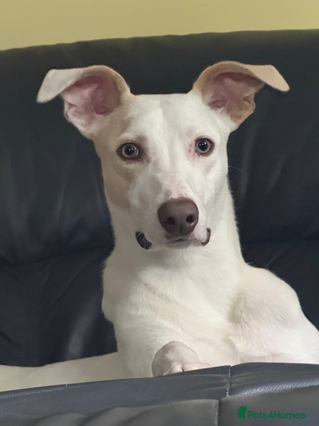 Lurcher dogs for stud: Thor is up for Stud - Image 1
