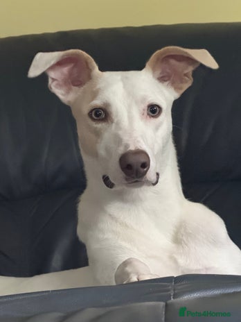 Lurcher dogs - Advert 1