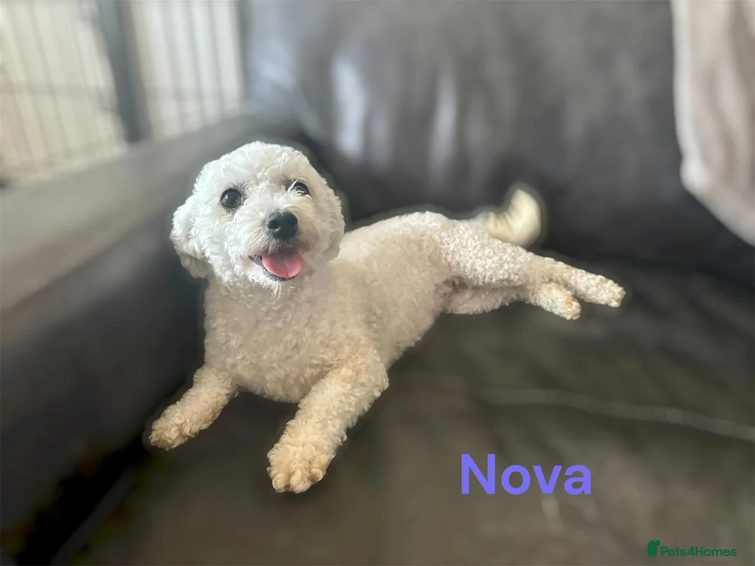 Bichon Frise dogs for sale: Bichon Frise adult 5yrs kc reg x2 - Advert 7
