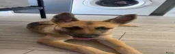 Mixed Breed dogs for sale: GSD CROSS MALI in Harrow - Advert 3