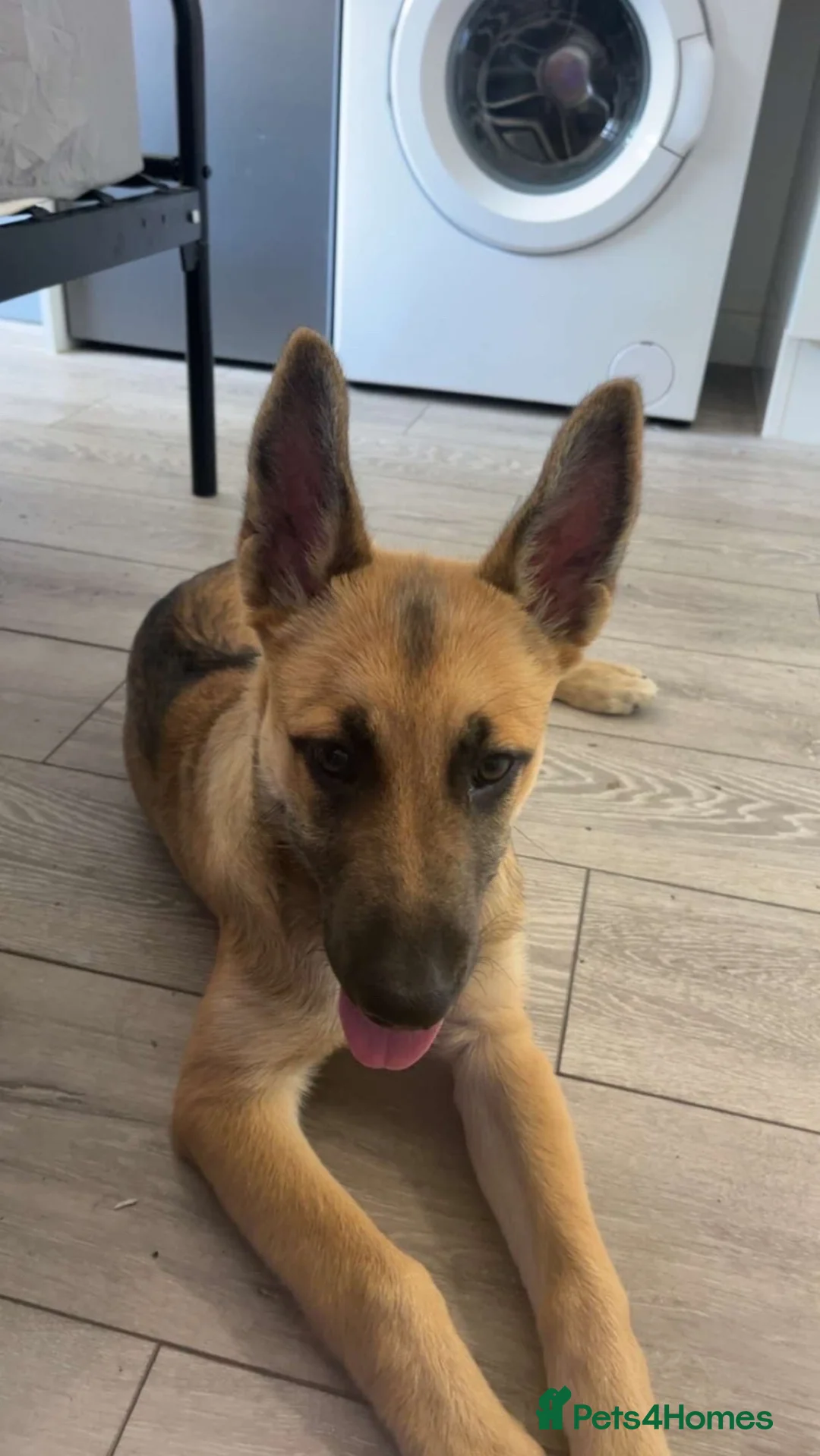Mixed Breed dogs for sale: GSD CROSS MALI in Harrow - Advert 3