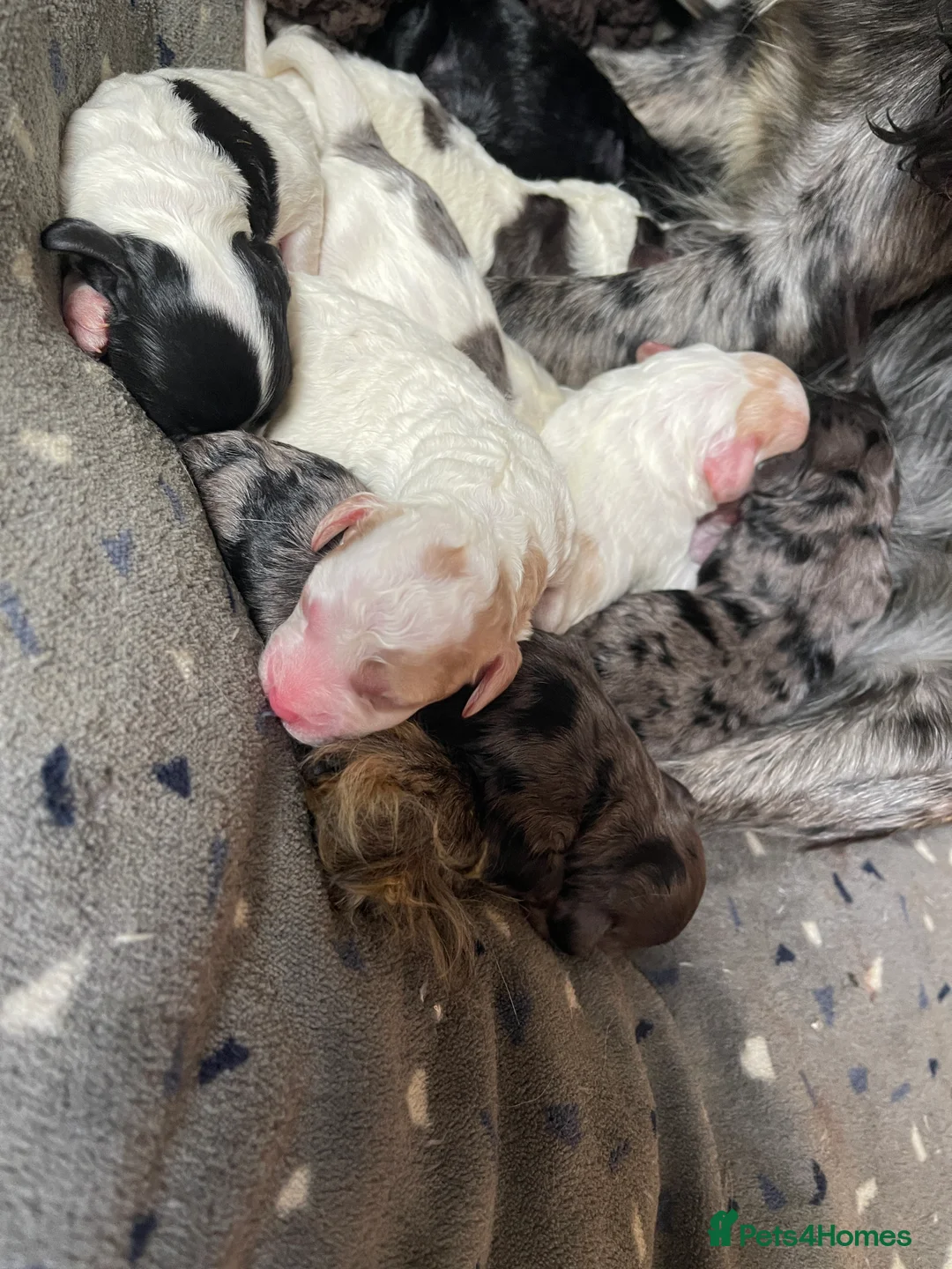 Toy Poodle dogs for stud: KC PROVEN toy poodle male for stud in Gerrards Cross - Advert 13