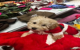 Toy Poodle dogs for sale: Pure bred Toy poodle (price is negotiable) - Image 5