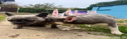 French Bulldog dogs for sale: Beautiful French bulldogs new borns  🐶💙💗 - Advert 5