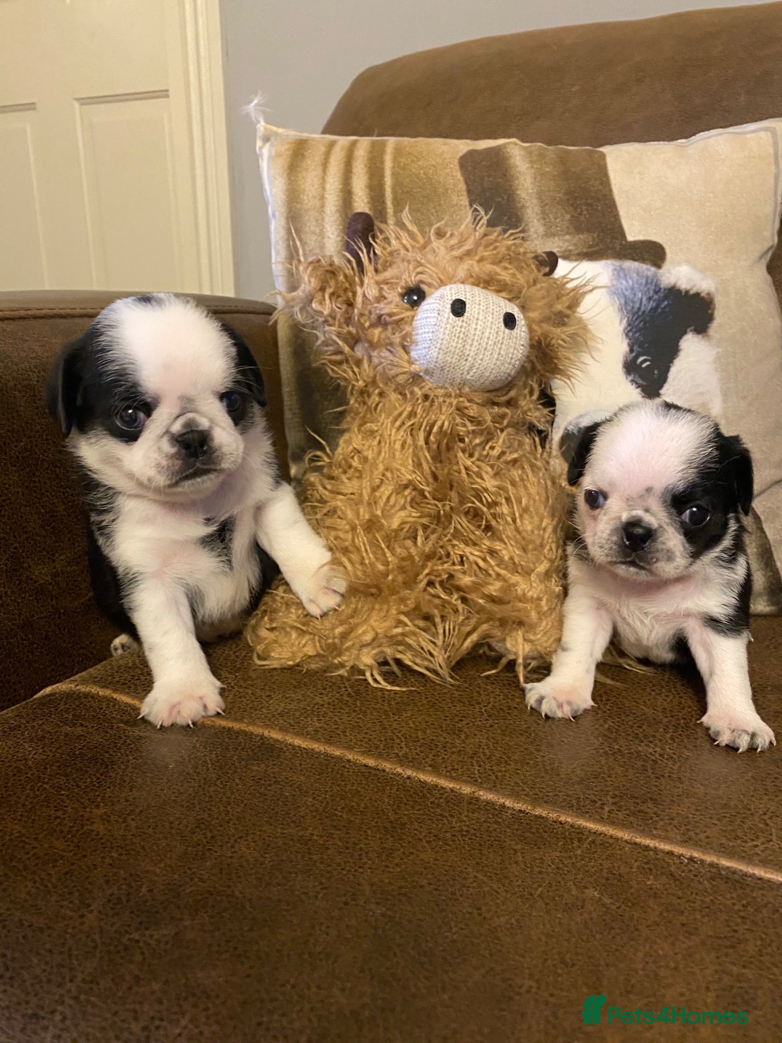 Pug dogs Beautiful litter of pug puppies🐶 - Advert 11