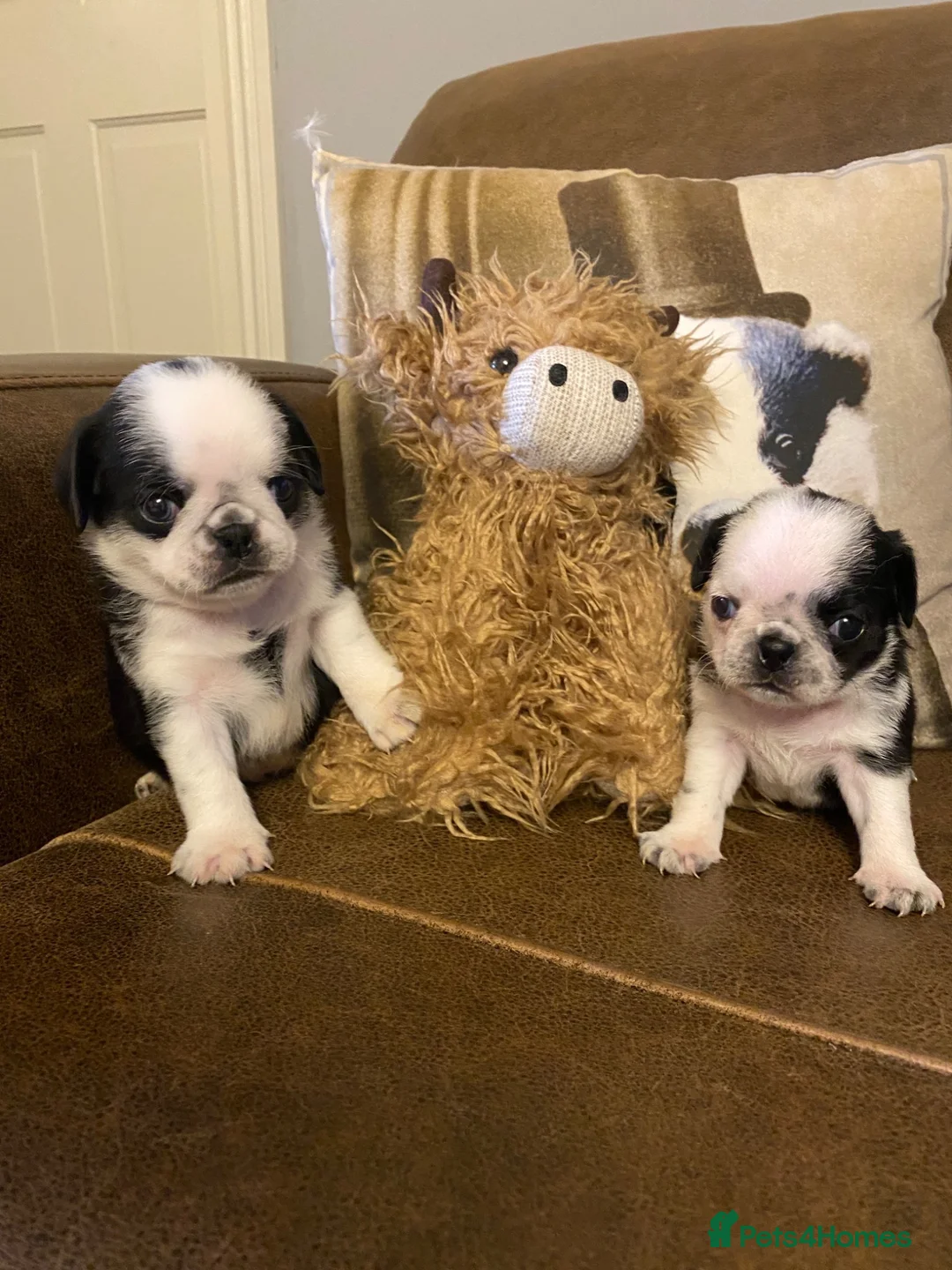 Pug dogs for sale: Beautiful litter of pug puppies🐶 - Advert 1