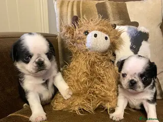 Pug dogs Beautiful litter of pug puppies🐶 - Advert 7