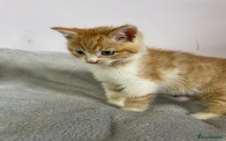 British Shorthair cats for sale: Four kittens ready to go (prices vary) - Image 35