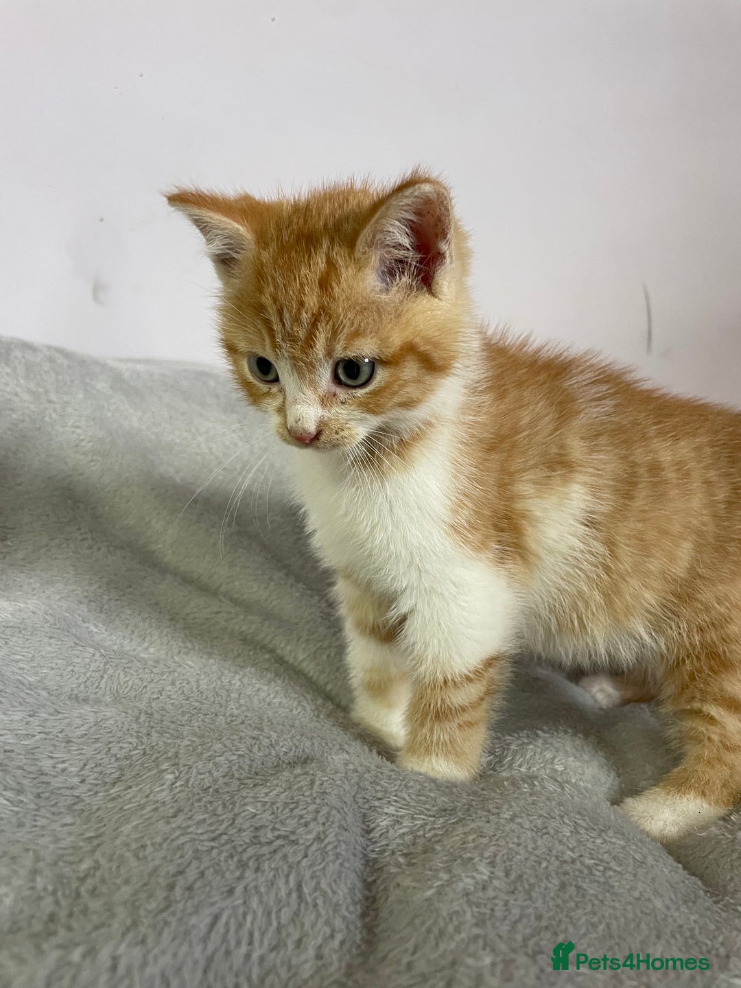 British Shorthair cats for sale: Four kittens ready to go (prices vary) - Image 35