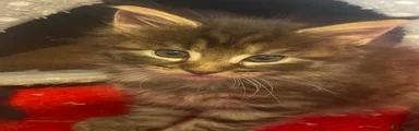 Maine Coon Kitten 3