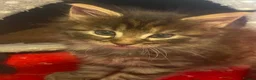 Maine Coon cats for sale: Maine coon ready 11th june - Advert 8