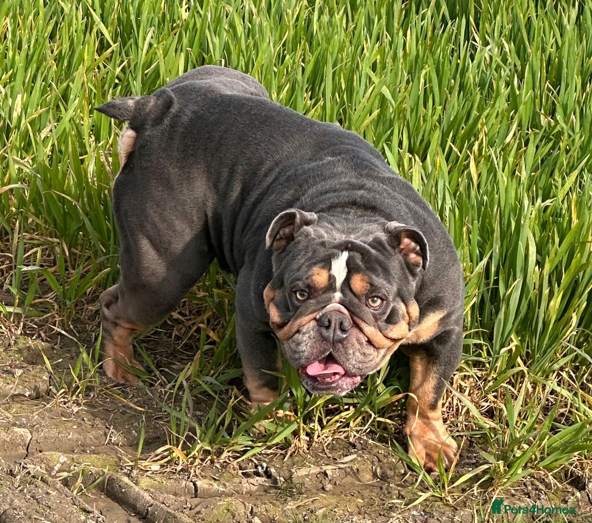 English Bulldog dogs for sale: 🐾 EXCEPTIONAL OLDE ENGLISH BULLDOG PUPPIES 🐾 - Advert 32
