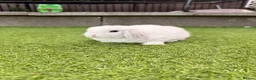 Mini Lop rabbits for sale: Mini lop babies  - Advert 2