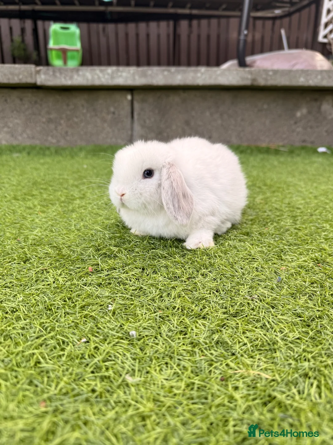 Mini Lop rabbits for sale: Mini lop babies  - Advert 2