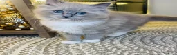 Ragdoll cats for sale: Quality Ragdoll Kittens 🩷 Ready Now  - Advert 25