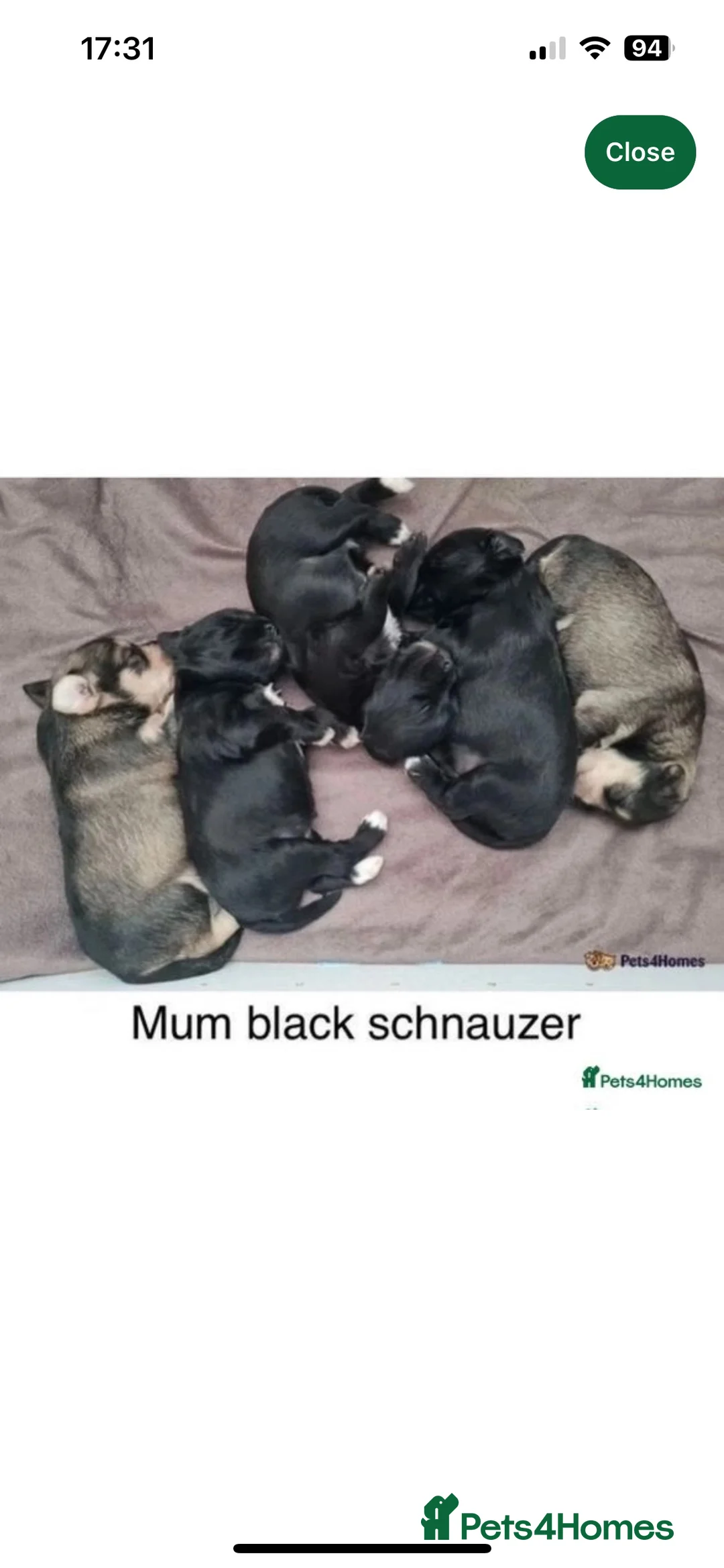 Miniature Schnauzer dogs for stud: Chocolate /White Miniature Schnauzer At STUD in Coventry - Advert 6