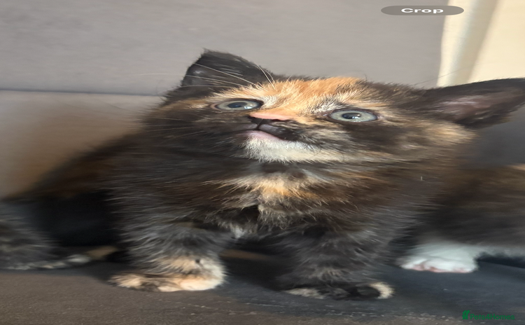 Mixed Breed cats - Advert 1