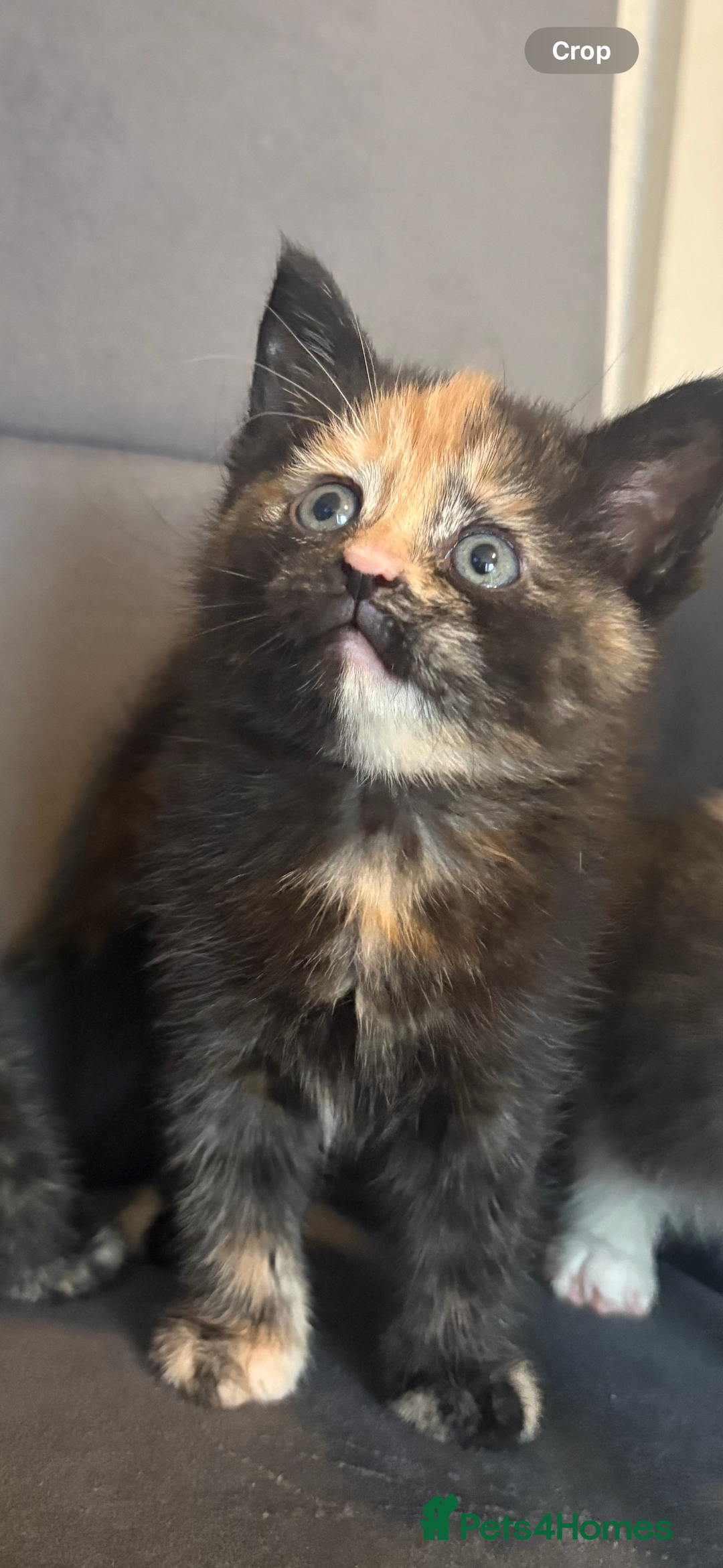 Mixed Breed cats for sale: Beautiful Kittens For sale  - Image 1