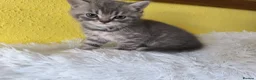 British Shorthair cats for sale: Male kitten available  - Advert 3
