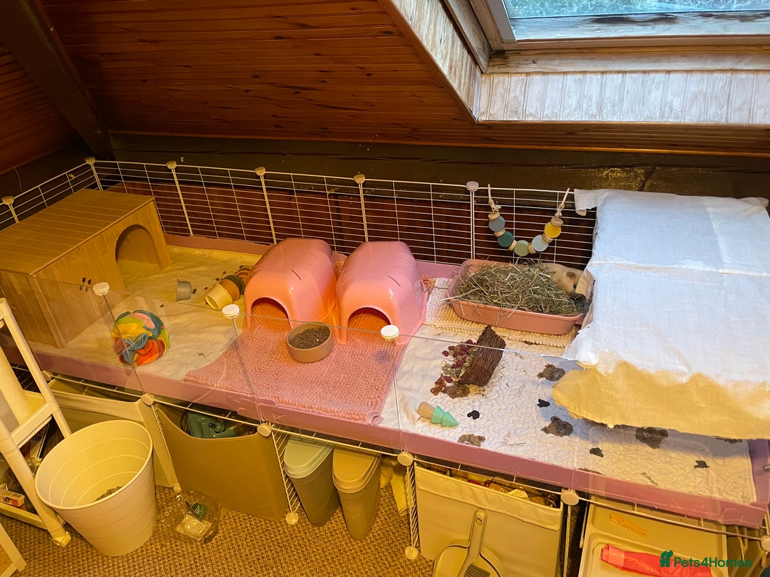 Guinea Pig rodents for sale: 3 female bonded guinea pigs - Advert 5