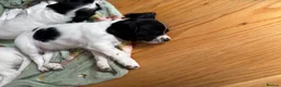 Cocker Spaniel dogs for sale: Working cocker spaniel puppies, Penylan, Cardiff  - Advert 18
