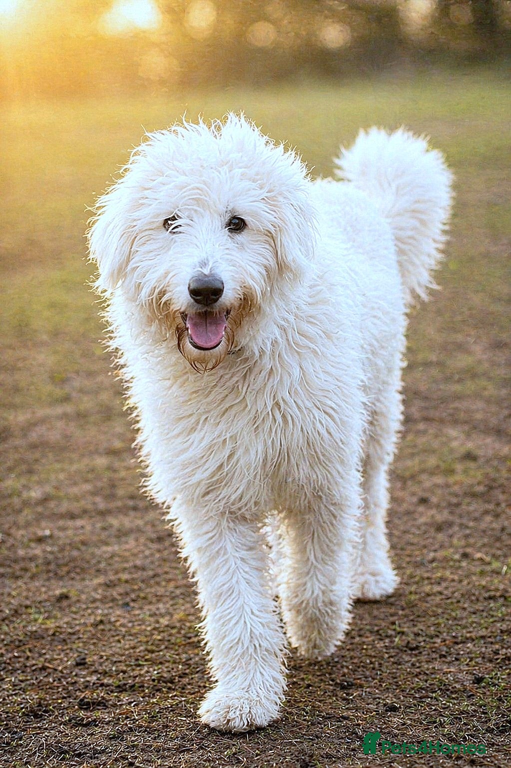 Mixed Breed dogs 🖤JOJO,URGENT🖤 Superb big Girl for a Loving Home - Advert 5