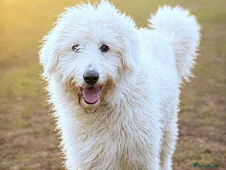 Mixed Breed dogs 🖤JOJO,URGENT🖤 Superb big Girl for a Loving Home - Advert 6