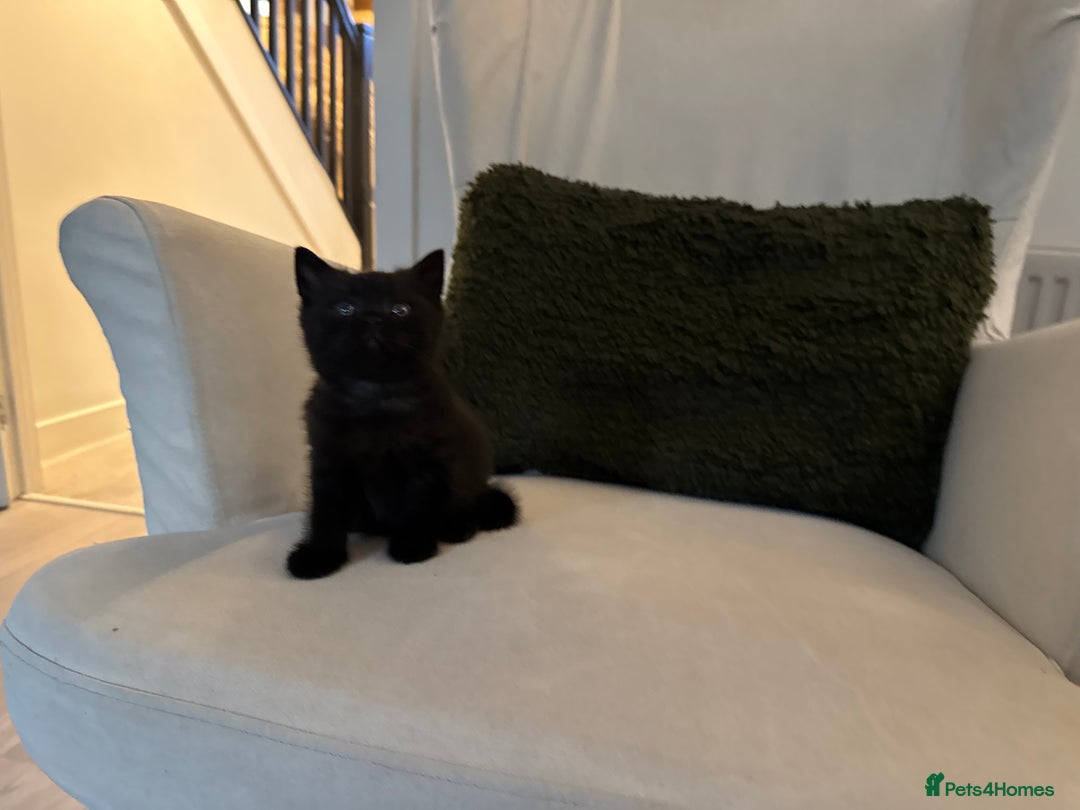 British Shorthair cats for sale: Black British Shorthair  - Image 8