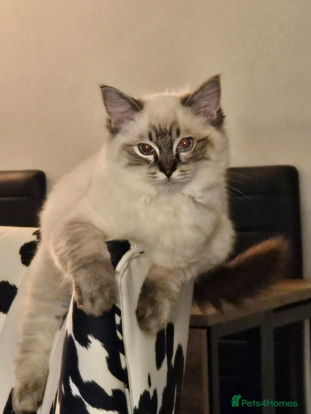 Ragdoll cats for sale: Ragdoll male - Advert 2