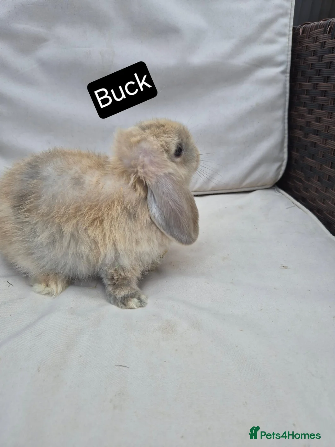 Mini Lop rabbits for sale: Mini Lop Baby Bunny - Lovely Temperament,  - Advert 4