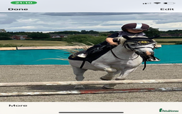 Welsh Section A horses for sale: True first pony  - Image 2