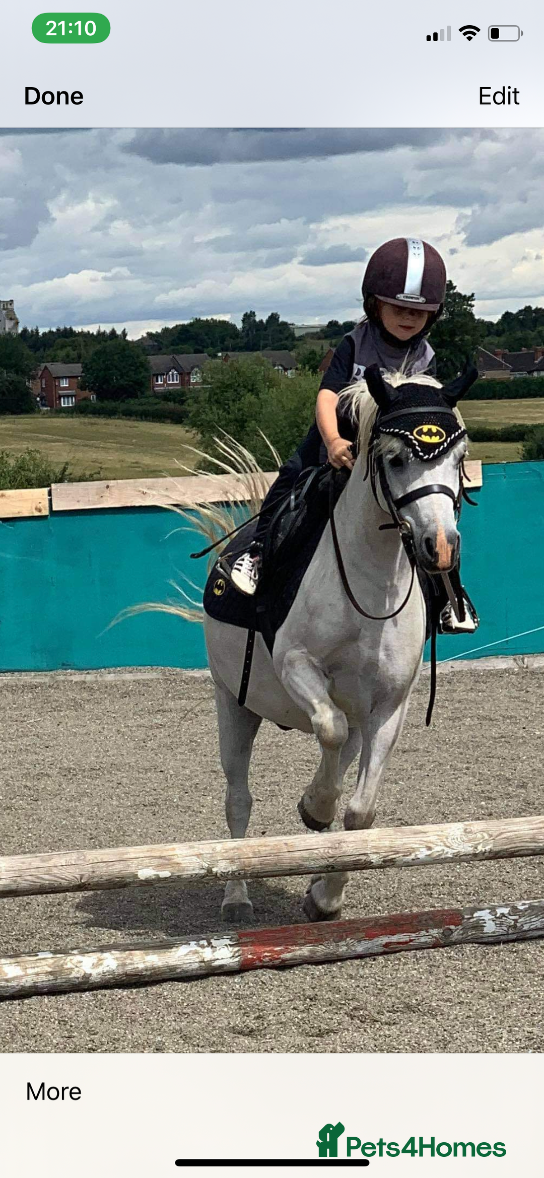 Welsh Section A horses for sale: True first pony  - Image 2