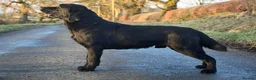 Labrador Retriever dogs for sale: RKC Registered Black Labrador Puppies in Llanwrtyd Wells - Advert 3