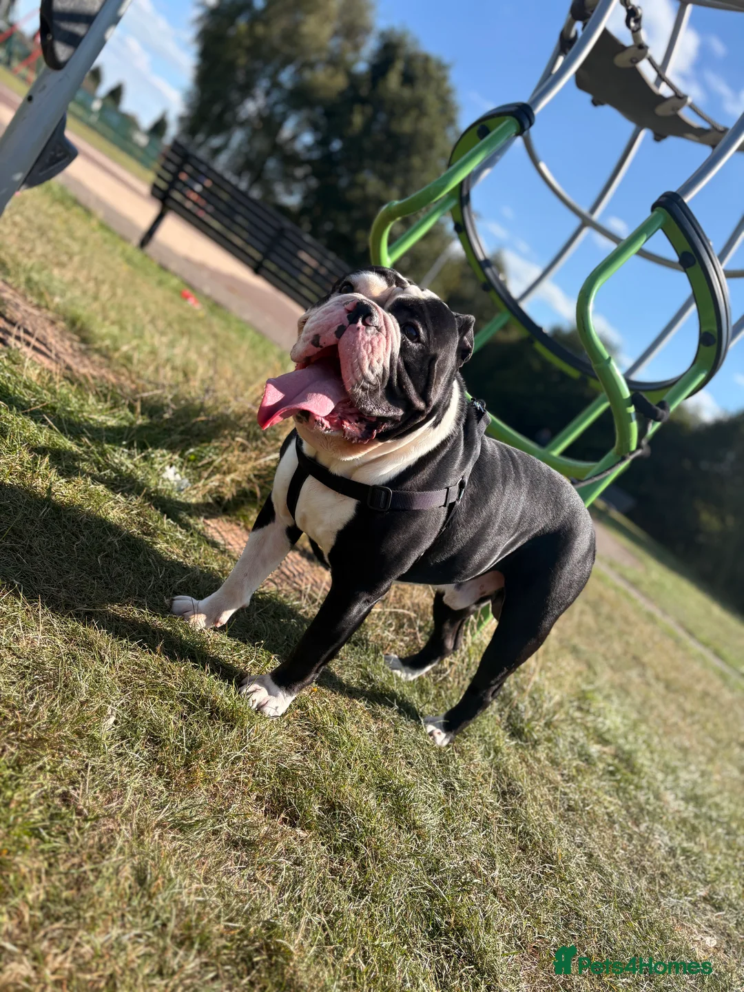 Olde English Bulldogge dogs for sale: Mr Beefy - Advert 3