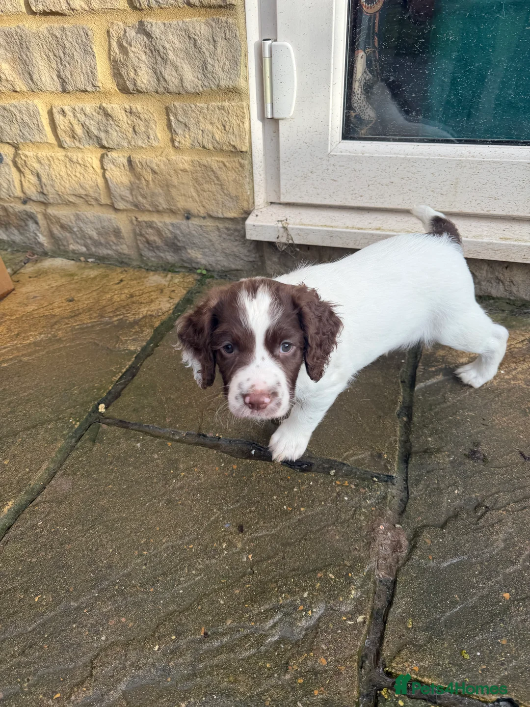 English Springer Spaniel dogs for sale: Springer spaniel  - Advert 4