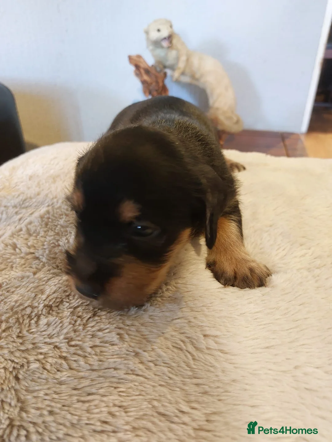 Patterjack dogs for sale: Patterjack puppies 6 available  - Advert 8