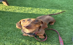 Miniature Dachshund dogs for sale: Minature dachshund pups  - Image 25