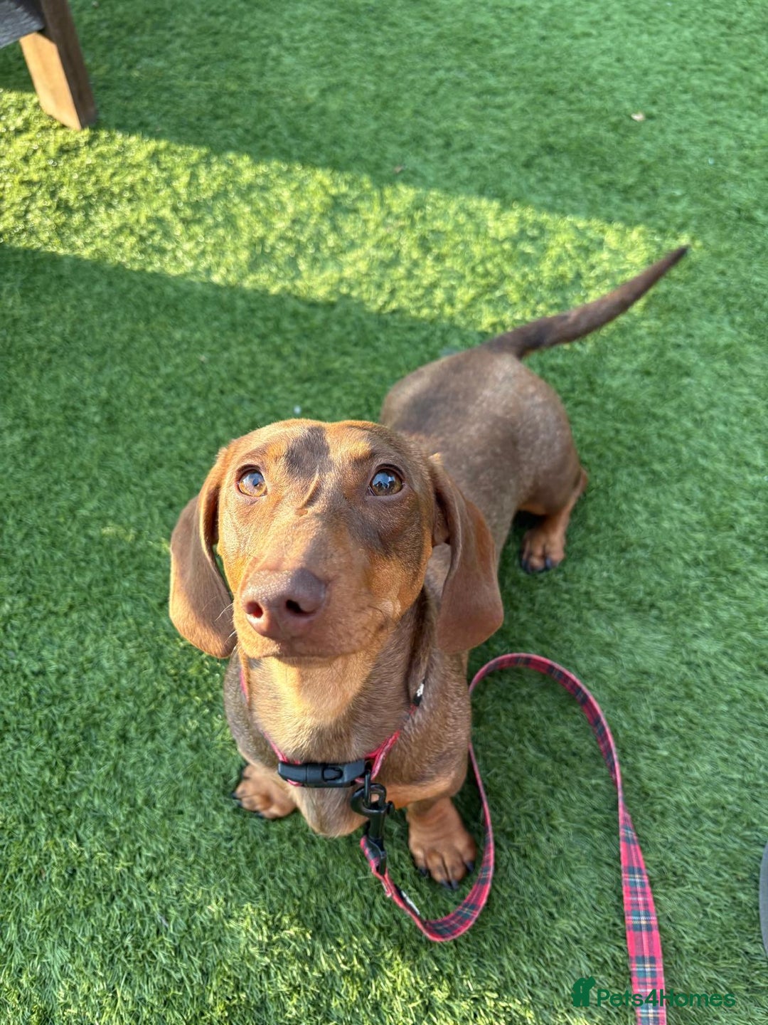 Miniature Dachshund dogs for sale: Minature dachshund pups  - Image 25