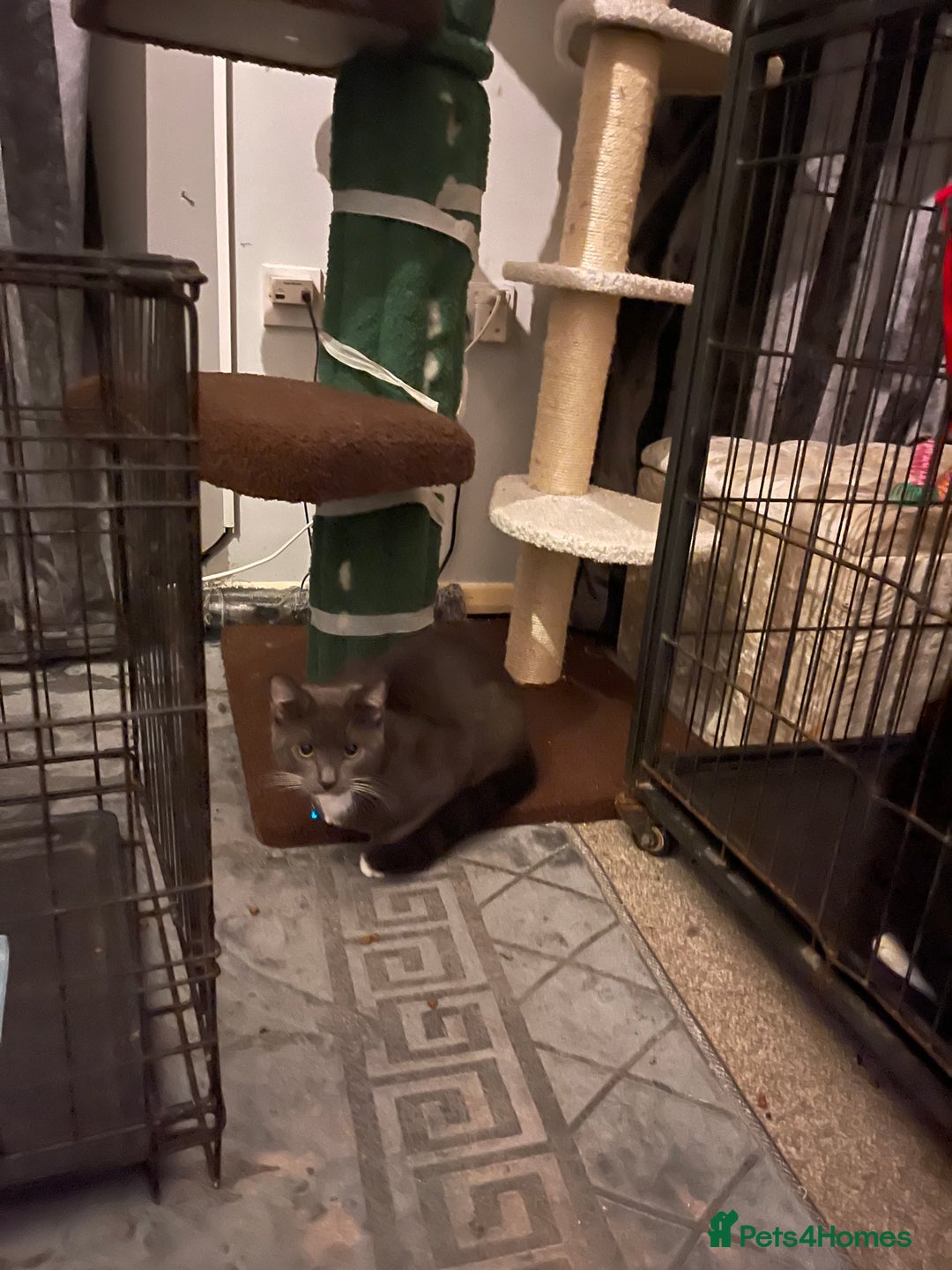 Domestic Shorthair cats for sale: Russian blue mix Domestic shorthair Kitten  - Advert 11