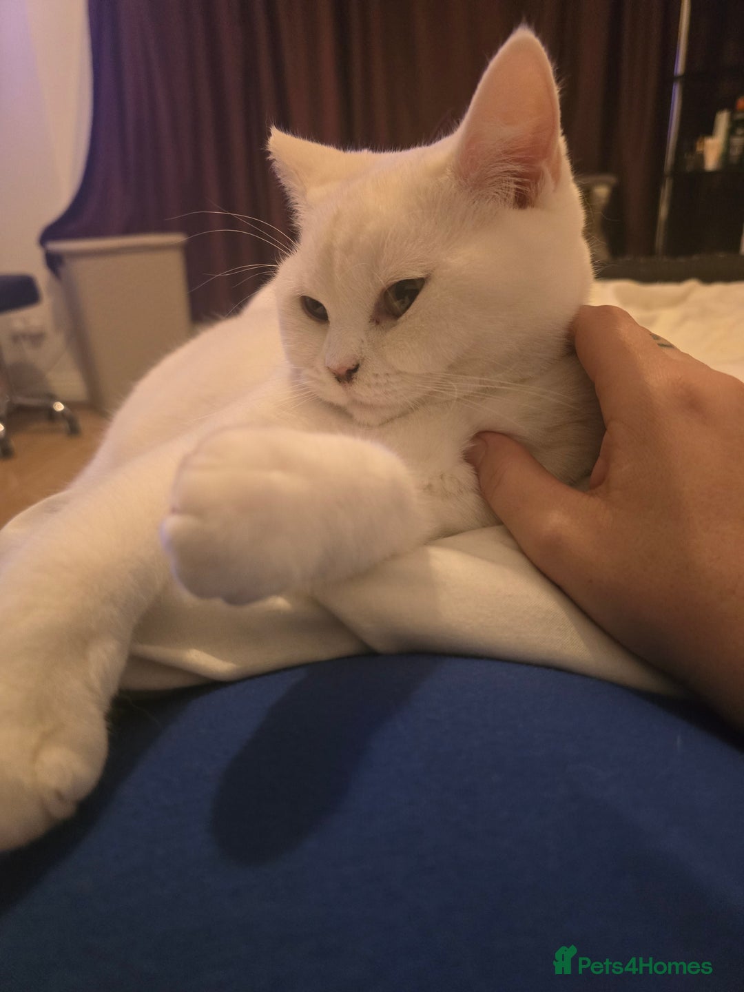 British Shorthair cats for sale: Beautiful white ,Snowy - Image 2
