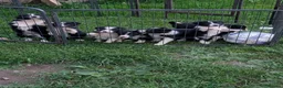 Border Collie dogs for sale: Beautiful isds registered puppies  - Advert 4